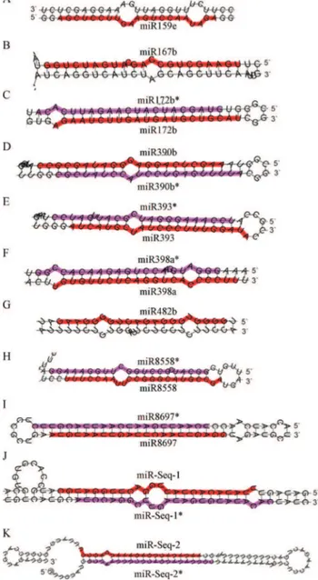 Figure 2 - Predicted precursor structures of miRNAs found in C.