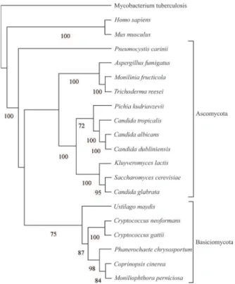 Figure 4 - The most parsimonious tree obtained from the Maximum Parsi- Parsi-mony analysis based on the amino acid sequence of lanosterol 14  a-de-methylase