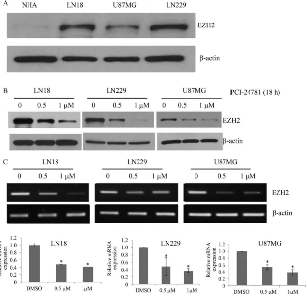 Figure 3 - PCI-24781 inhibits EZN2 expression. (A) EZN2 protein expression in normal astrocytes and three malignant glioma cell lines