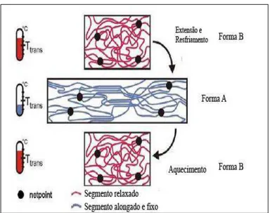 Figura 3-2- Mecanismo molecular do efeito de memória termicamente induzido. T trans =  temperatura de transição dos segmentos comutadores (Behl e Lendlein, 2007)