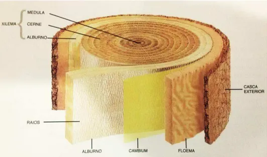 Figura 5 - Ilustração da anatomia macroscópica de um tronco de madeira 