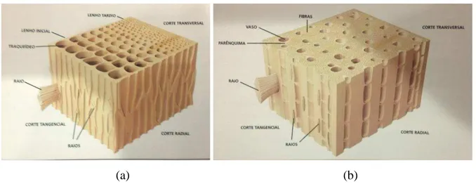 Figura 6 - Ilustração da anatomia microscópica - comparação entre (a) madeira de conífera e  (b) madeira de folhosa 