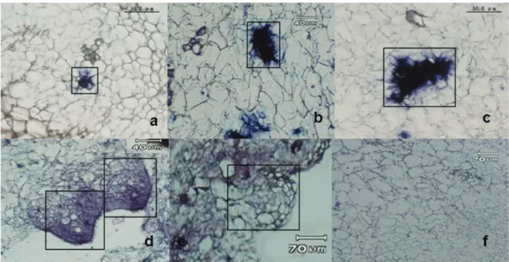 Figure 1 - In situ hybridization analysis of AcSERK3 during embryogenesis in pineapple
