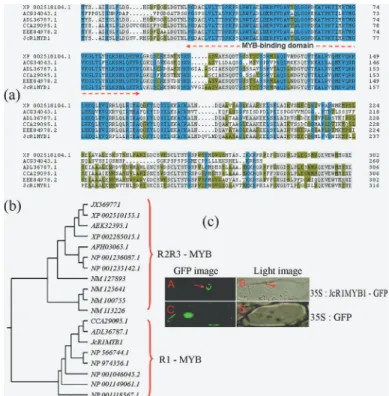 Figure 1 - Characterization of JcR1MYB1. (A) Amino acid sequence alignment of JcR1MYB1R1 and other single MYB-like domain proteins