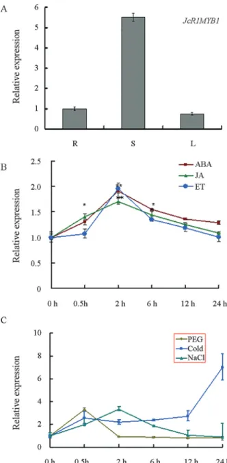 Figure 2 - Expression of JcR1MYB1. (A) JcR1MYB1 expression in the roots (R), stems (S), and leaves (L) of J