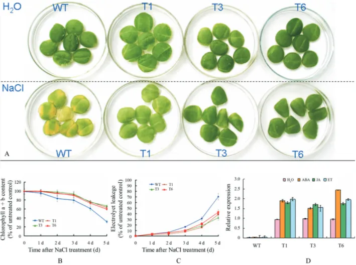 Figure 4 - JcR1MYB1 transgenic tobacco phenotypes in response to salt. (A) Phenotype of leaf discs from WT and transgenic plants (T1, T3, and T6 lines) after treatment with 200 mM NaCl for 5 d