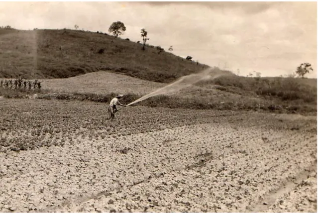 Foto nº14 - Cultivo de alface  –  Chácara Kavashima 1970. Acervo da Família Kavashima