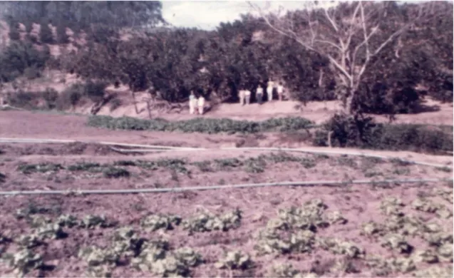 Foto nº15 - Cultivo de alface e de laranja ponkan. Chácara da família Kavashima. Acervo da  família