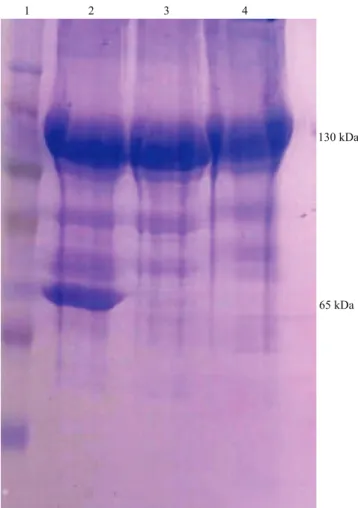 Tabela 1. Concentração letal para 50% da população testada  (CL 50 ) das estirpes de Bacillus thuringiensis, no controle de  lagartas de segundo instar de Diatraea saccharalis (1) .