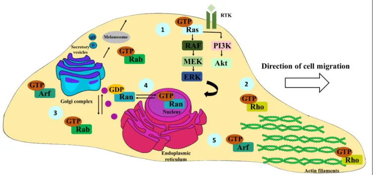FIGURE 2 | Schematic representation of the most important functions of Ras, Rho, Rab, Ran, and Arf family members