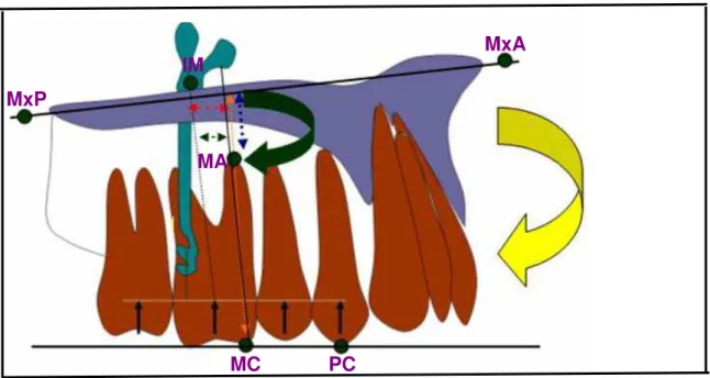 FIGURA 5 – Pontos, planos e medidas da telerradiografia a 45 graus. 