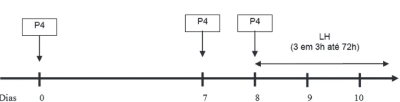 Figura 1 - Esquema das colheitas de sangue para a mensuração plasmática de LH e progesterona durante os protocolos de sincronização da ovulação em bubalinos (n = 15)