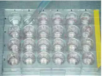 Figura 7 – Distribuição de 1 x 10 6  células viáveis em cada poço da placa de polistireno  (apirogênica) de 24 poços