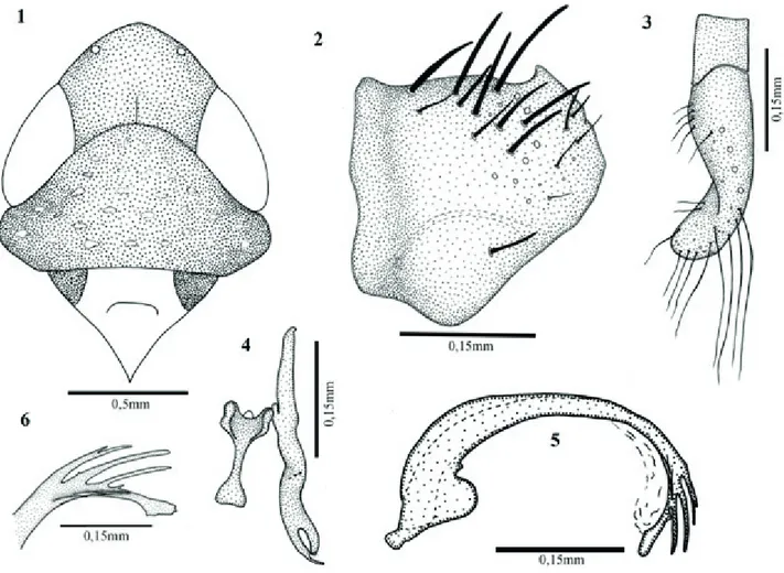 Figs 1-6. Portanus hasemani: 1, crown, pronotum and scutellum; 2, pygofer, lateral view; 3, subgenital plate, ventral view; 4, connective and right style,  dorsal view; 5, aedeagus, lateral view; 6, aedeagal apex, lateral view.