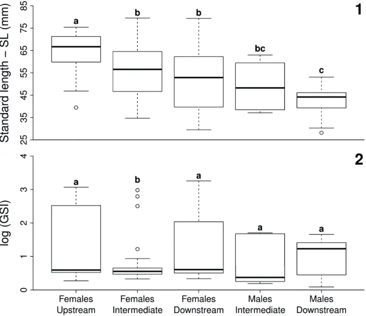 Tab. I. Total and monthly diff erences between male and female number of individuals of Characidium pterostictum Gomes, 1947, sampled in the  intermediate and downstream sites, upper Sinos river, RS, between January and December 2007