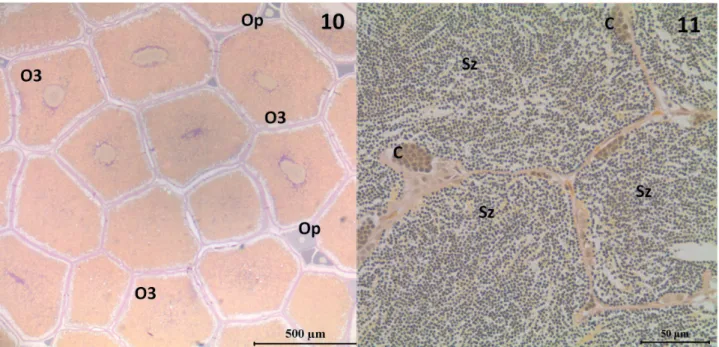 Figs 12-15. Relative frequency of females and males of Characidium pterostictum Gomes, 1947 with gonads in the spawning capable / extrusion phase  sampled in the upstream (fi gure “12”), intermediate (fi gure “13”) and downstream (fi gure “14”) sites, uppe