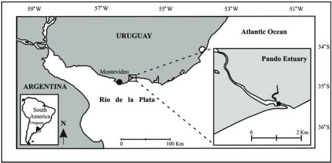 Fig. 1. Study area in the lower Pando sub-estuary, Uruguay. Sampling location is indicated by a black circle.