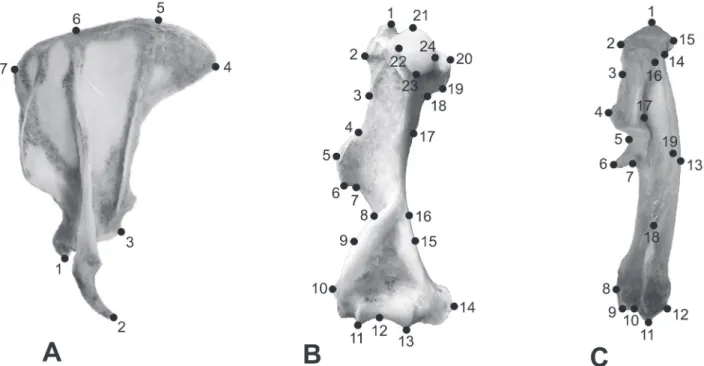 Fig. 1. Landmarks digitised on the left appendicular bones of Chaetophractus villosus (Desmarest, 1804)