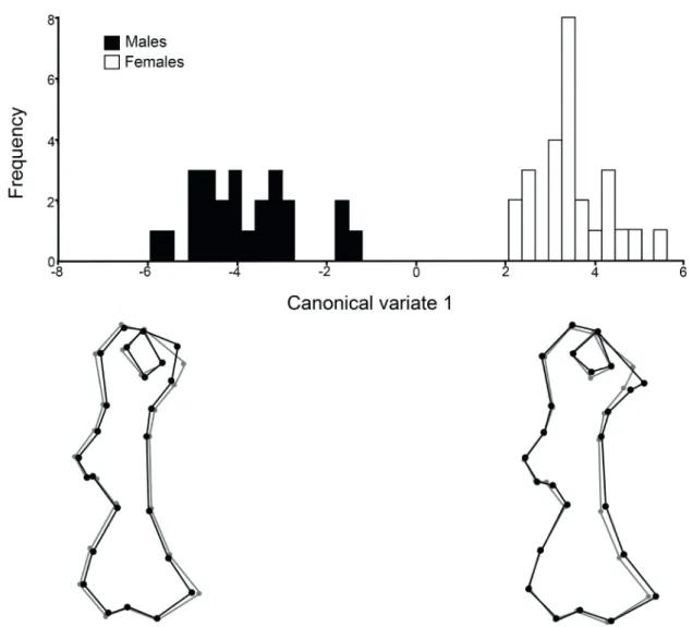 Fig. 2. Canonical analysis for the humerus of males and females of Chaetophractus villosus (Desmarest, 1804)