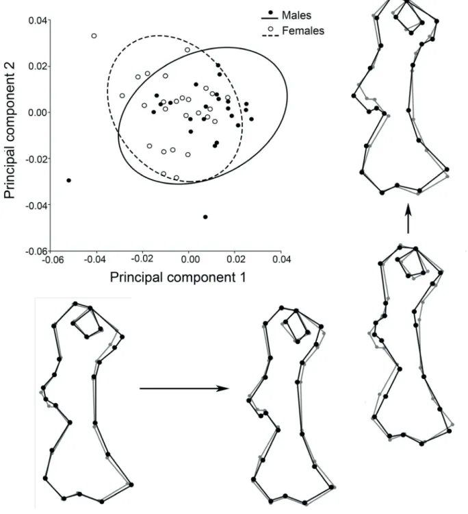 Fig. 3. Scatterplot for the humerus of Chaetophractus villosus (Desmarest, 1804), showing the distribution of the individuals in the plane formed by the  two first principal components