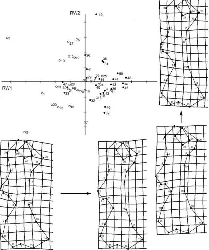 Fig. 4. Humerus. Distribution of males (black dots) and females (white dots) of Chaetophractus villosus (Desmarest, 1804) in the plane determined by  the first two relative warps (RW1 and RW2)