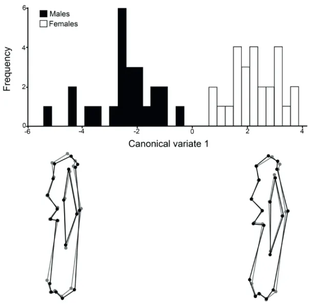 Fig. 5. Canonical analysis for the ulna of males and females of Chaetophractus villosus (Desmarest, 1804)