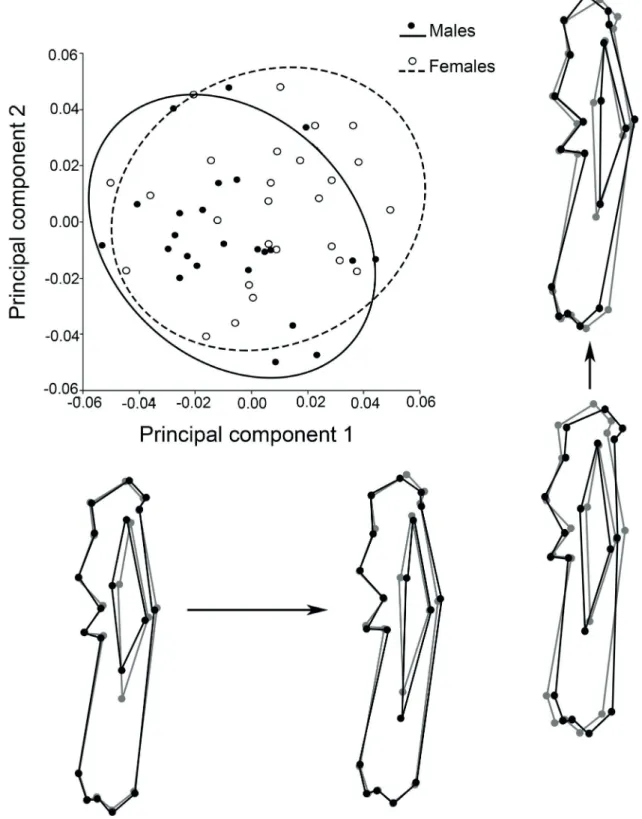 Fig. 6. Scatterplot for the ulna of Chaetophractus villosus (Desmarest, 1804), showing the distribution of the individuals in the plane formed by the two  first principal components
