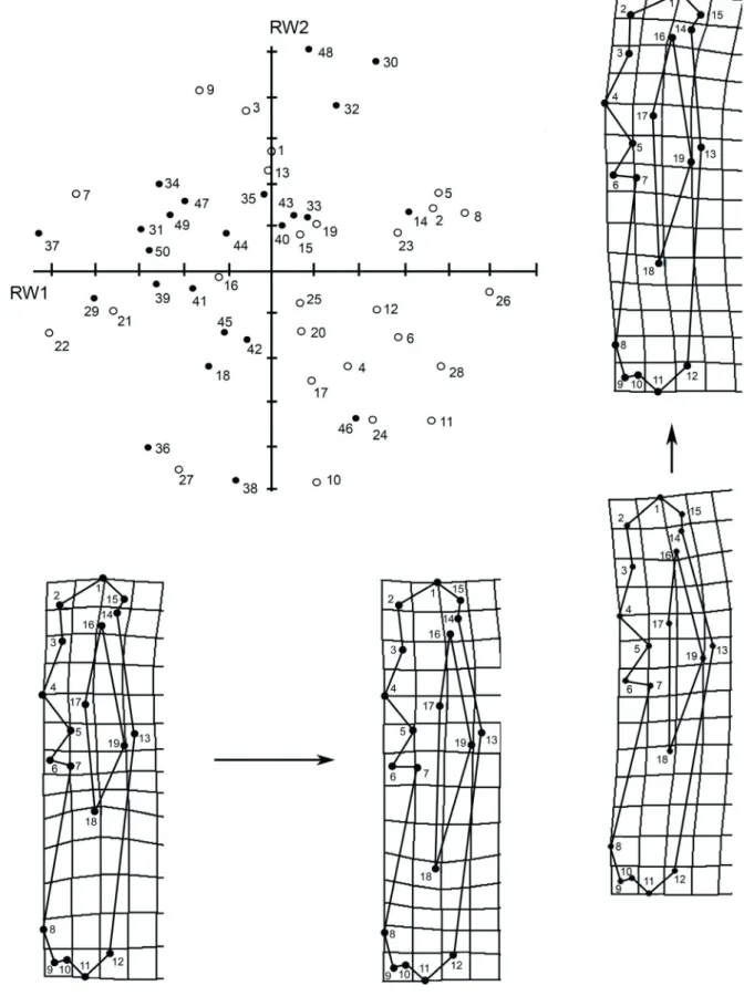 Fig. 7. Ulna. Distribution of males (black dots) and females (white dots) of Chaetophractus villosus (Desmarest, 1804) in the plane determined by the  first two relative warps (RW1 and RW2)