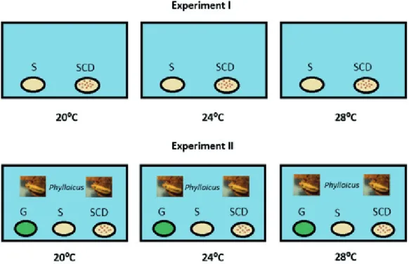 Fig. 1. Schematic representation of the experimental design of the present study. Experiment I: nine discs of senescent (S) and nine discs of conditioned  senescent (SCD) wastes were used in each aquarium in the absence of shredder invertebrates