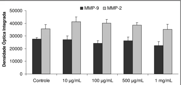 Figura 4. Efeito de diferentes doses de Mangiferina sobre a atividade gelatinolítica das  MMPs 9 e 2