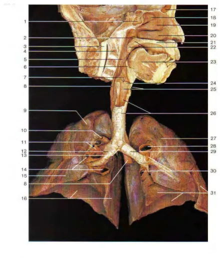 Figura 1 – Sistema Respiratório. (Rohen et al, 2002).  