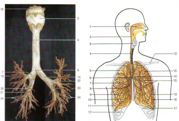 Figura 3 – Laringe, traquéia e árvore brônquica.                     Figura 4 – Posicionamento dos órgãos respiratórios  (Rohen et al, 2002)