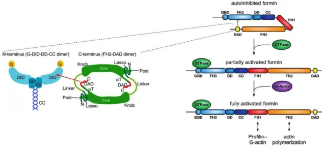 Figure 5 - Schematic representation of the regulatory mechanism of DRF mDia by active Rho GTPase