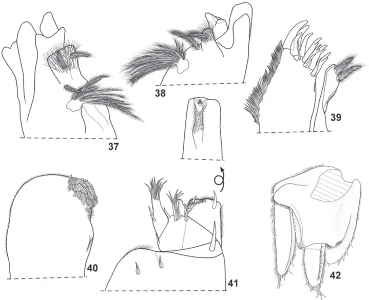 Figs 37-42. Amazoniscus zimmeri Campos-Filho, Montesanto &amp; Araujo sp. nov., ♀ paratype: 37, left mandible; 38, right mandible; 39, maxillula; 40,  maxilla; 41, maxilliped; 42, uropod.