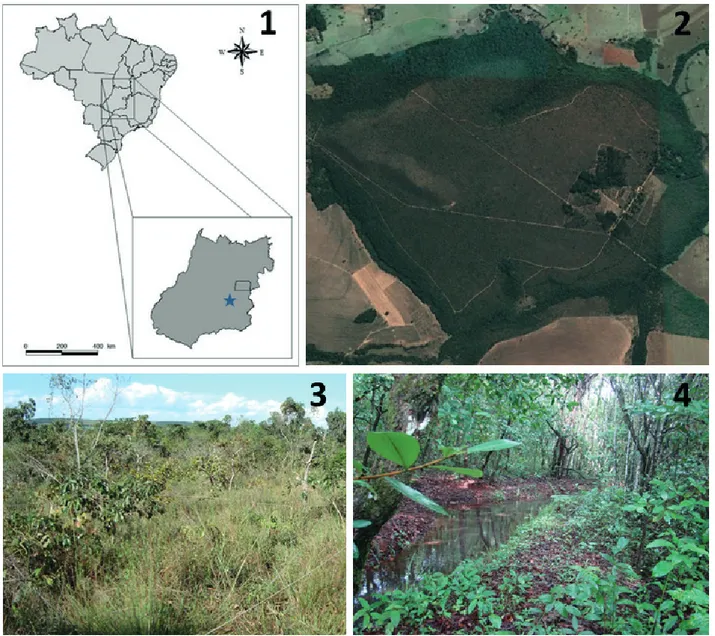 Figs 1-4. Location and characterization of the study area: 1, location of the Flona-Silvânia (marked by the star) in the city of Silvânia, State of Goiás,  Midwest of Brazil; 2, map of the Flona-Silvânia showing the areas of savanna (clear areas) and fores