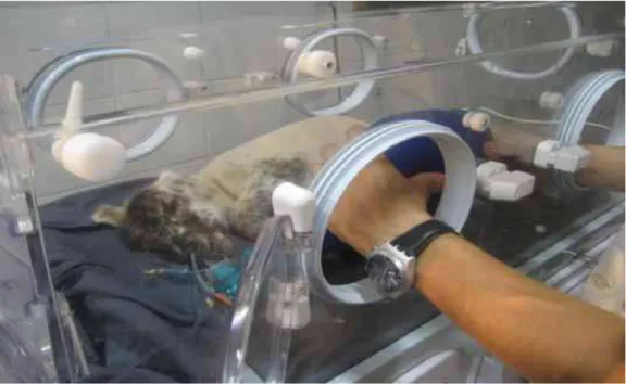 FIGURA 6 -   Manutenção da temperatura e suporte ventilatório de cordeiro em  incubador apropriada