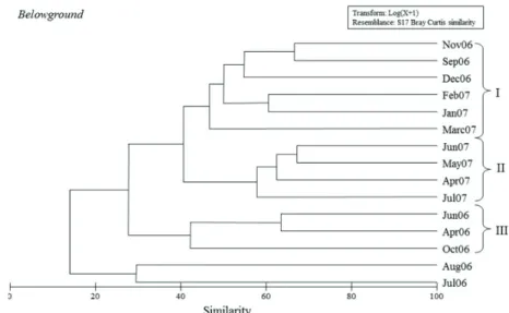 Fig. 4. Similarity among samples from belowground stratum of Halodule wrightii meadow on Goiabeiras Beach, city of Fortaleza, state of Ceará,  northeastern Brazil; Legend: I) samples collected in predominantly dry months; II) samples collected in predomina