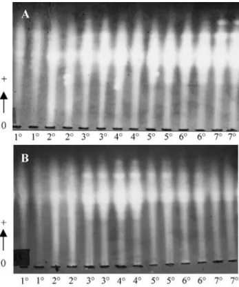 Figure 1 - Vertical electrophoresis banding-patterns of amylases extracted from barley seed endosperms on the 4th day after germination