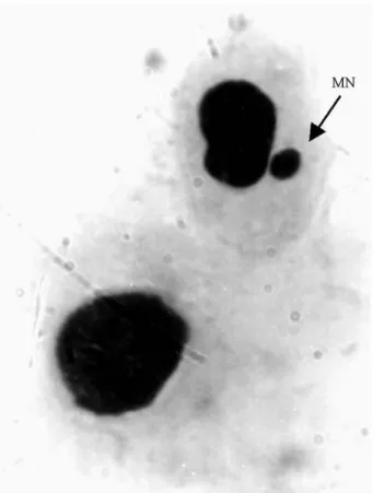 Figure 3 - Micronucleated erythrocyte (arrow) in R. Catesbeiana tadpole exposed to lambda-cyhalothrin