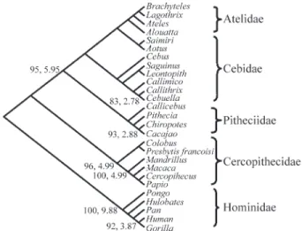 Figure 2). As can be seen, there are five octapeptide repeats (sequence PHGGGWGQ) between site 51 and site 91 (bold type) near the N terminus, which, according to various  au-thors (Viles et al., 1999; Jackson et al., 2001), is a copper binding site
