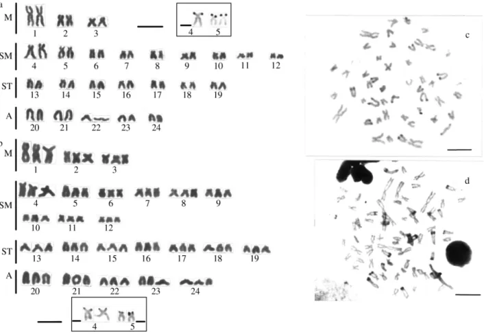 Figure 3 - Diploid and triploid karyotypes of sinkhole 2 Astyanax specimens. The box shows diploid (a) and triploid (b) Ag-NORs and the C-banding pat- pat-tern of diploid (c) and triploid (d) metaphases