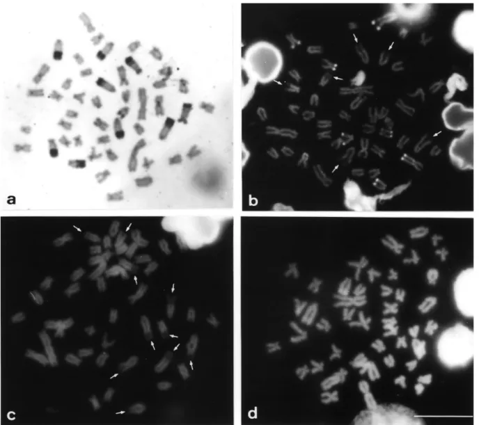 Figure 2 - Metaphase chromosomes of Astyanax scabripinnis from the Marrecas population showing distinct responses to different base-specific fluorochromes