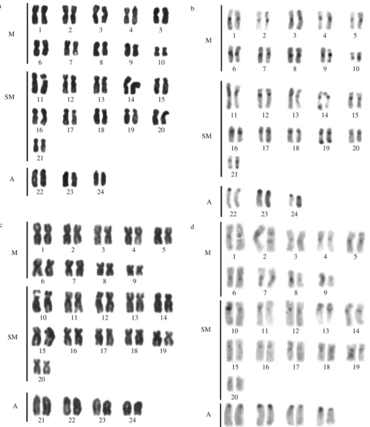 Figure 1 - Karyotypes stained by Giemsa and C banding patterns in (a, b) S. fuscus (2n = 48, FN = 90) and (c, d) S