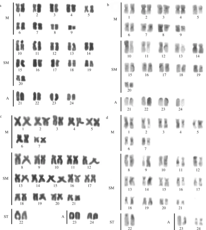 Figure 2 - Karyotypes stained by Giemsa and C banding patterns in (a, b) S. leucostictus (2n = 48, FN = 88) and (c, d) S