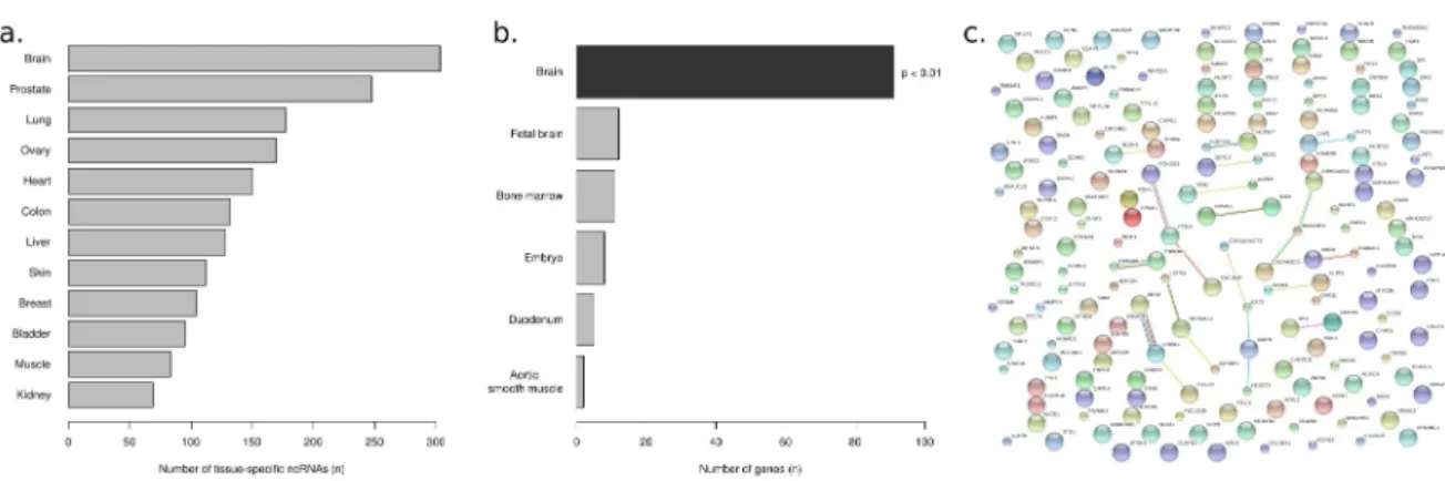 Figure 1. Brain harbors the largest number of tissue-specific ncRNAs