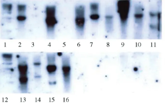Table 1 - Characterization of selC and pheU genotypes and serotypes of 43 LEE- negative and positive strains.