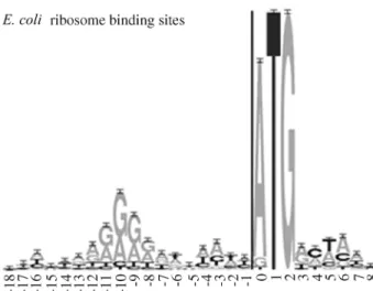 Figure 1 - Sequence Logo built using 149 selected sequences of the E. coli genome. The RBS pattern can be seen between the positions -13 and -6, where there is a high concentration of purine bases
