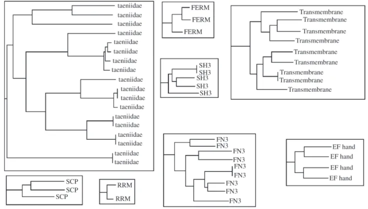 Figure 6 - Hierarquical clustering by ClustalW.