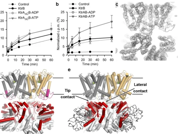 Fig 1. Structure of KtrA Δ C B. 86 Rb + uptake into proteoliposomes with a) KtrA ΔC B (with ATP or ADP) and KtrB alone (with ATP), or with b) wild type KtrAB (with ATP or ADP) and KtrB alone (with ATP)