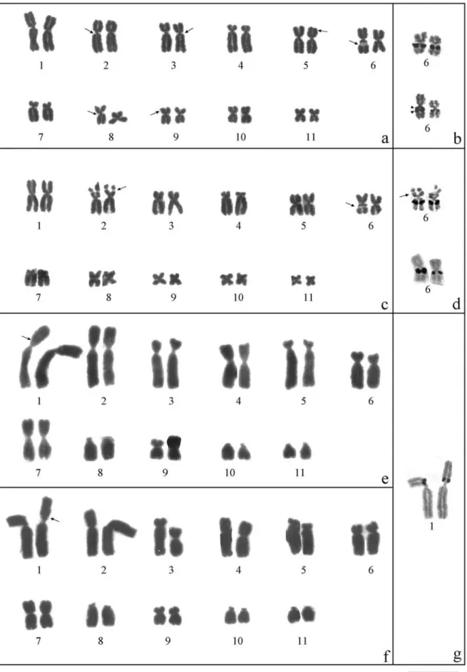 Figure 1 - Karyotypes of E. guentheri (a), E. parvus (c) and E. binotatus (e and f) and NOR-bearing chromosomes of each species (b, d, and g respec- respec-tively)